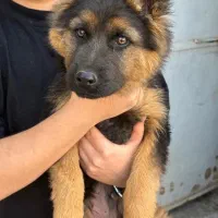 ژرمن واگذاری