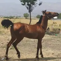 اسب|حیوانات مزرعه|شیراز, باغ تخت|دیوار