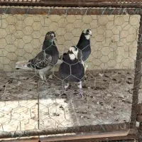 کبوتر|پرنده|زنجان, |دیوار