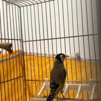 سهره|پرنده|دهگلان, |دیوار