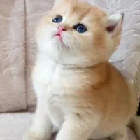 گربه بریتیش