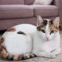 واگذاری گربه|گربه|قم, سالاریه|دیوار