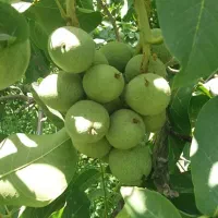 فروش نهال های یک ساله تا شش ساله با فاکتور واقعی