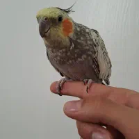 عروس هلندی طوطی