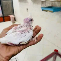 جوجه عروس هلندی|پرنده|میناب, |دیوار