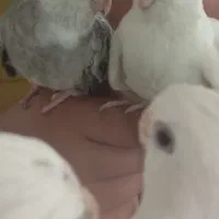 عروس هلندی جفت نر سخنگو|پرنده|اردبیل, |دیوار