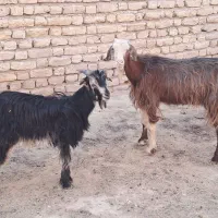 سلام یک عدد گیسه بز کهره دار کهره نر جوان سالم