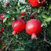 باغ انار تفت