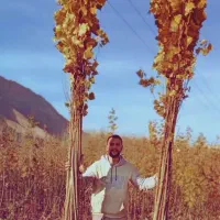 نهال صنوبر نیگرا آنکارا ترکیه 1.5 تا 6 متر|گل و گیاه طبیعی|خوی, |دیوار