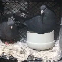 پرنده