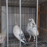 کفتر پرشی دهنجور واقعی