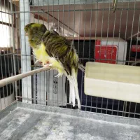 قناری فری اجی|پرنده|قرچک, داوود آباد|دیوار