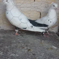 کبوتر ارزون|پرنده|کاشمر, |دیوار