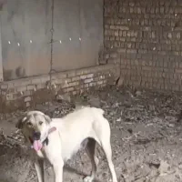 ماده پژدر