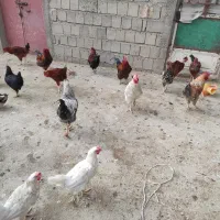 مرغ خروس محلی بیشترشون خروس هست|حیوانات مزرعه|شاهین دژ, |دیوار