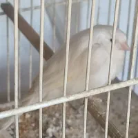 فروش یکجا قناری فری، رسمی|پرنده|مشهد, شریف|دیوار