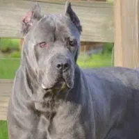 کنکورسو نر|سگ|خرمآباد, |دیوار