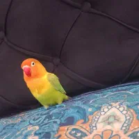 طوطی برزیلی