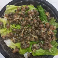 حلزون پرورشی