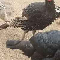 بوقلمون|حیوانات مزرعه|یاسوج, |دیوار