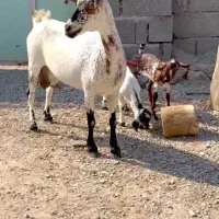 نژاد|حیوانات مزرعه|فردوس (خراسان), |دیوار