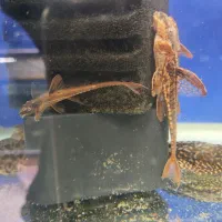 تیم نظافت آکواریوم کوریدوراس  انواع کت خاص شارژ شد|ماهی|مشهد, فاطمیه|دیوار