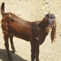 یک عدد بزغاله نر سه قلوزا عراقی اصل نژاد دار