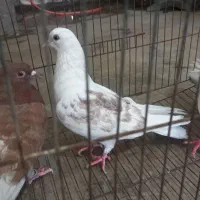 کبوتر  تهرانی