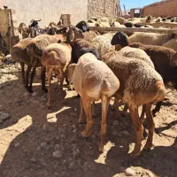 میش۰گوسفند ۰بز۰قوچ۰|حیوانات مزرعه|زاگرس, |دیوار