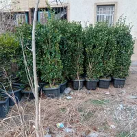 گل گیاه نهال|خدمات باغبانی و درختکاری|فردیس, شهرک ناز|دیوار