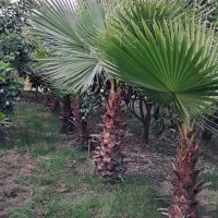 پالم|گل و گیاه طبیعی|چابکسر, |دیوار