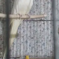 عروس هلندی|پرنده|مشهد, هفده شهریور|دیوار