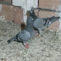کفتر آلمانی