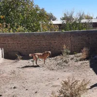 فروش سگماده عراقی آماده جفت گیری