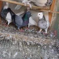 پرنده|پرنده|مینودشت, |دیوار