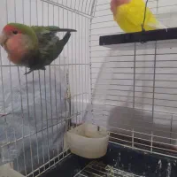 کوتوله برزیلی|پرنده|خمینی‌شهر, |دیوار