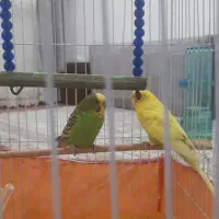 قفس|لوازم جانبی حیوانات|صومعهسرا, |دیوار