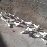 کبوتر|پرنده|قم, دورشهر|دیوار