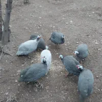 تخم مرغ شاخدار
