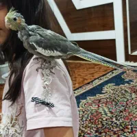 فروش دو عدد جوجه عروس هلندی دستی|پرنده|نرماشیر, |دیوار