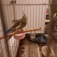 عروس هلندی نر  ماده