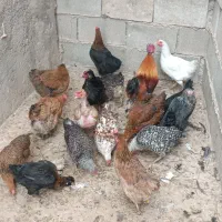 مرغ تخم گذار محلی اصل