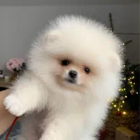 پامرکده سگ پامر خرسی اورجینال.پامرانین عروسکی|سگ|شیراز, فرهنگ شهر|دیوار