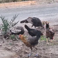 بوقلمون محلی اصل|حیوانات مزرعه|زابل, |دیوار