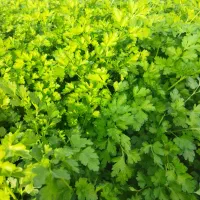 سبزی درجه یک