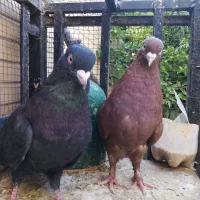 کبوتر توقی سیاه سرخ شهری|پرنده|شیراز, شهرک گلستان شمالی|دیوار