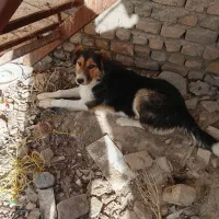 سگ هاسکی وسگ ۸ ماهه برای گله