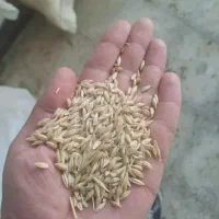 فروش جو دیم