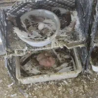 کبوتر هوایی و نقش