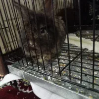 خرگوش|موش و خرگوش|نیشابور, ابراهیم ادهم|دیوار